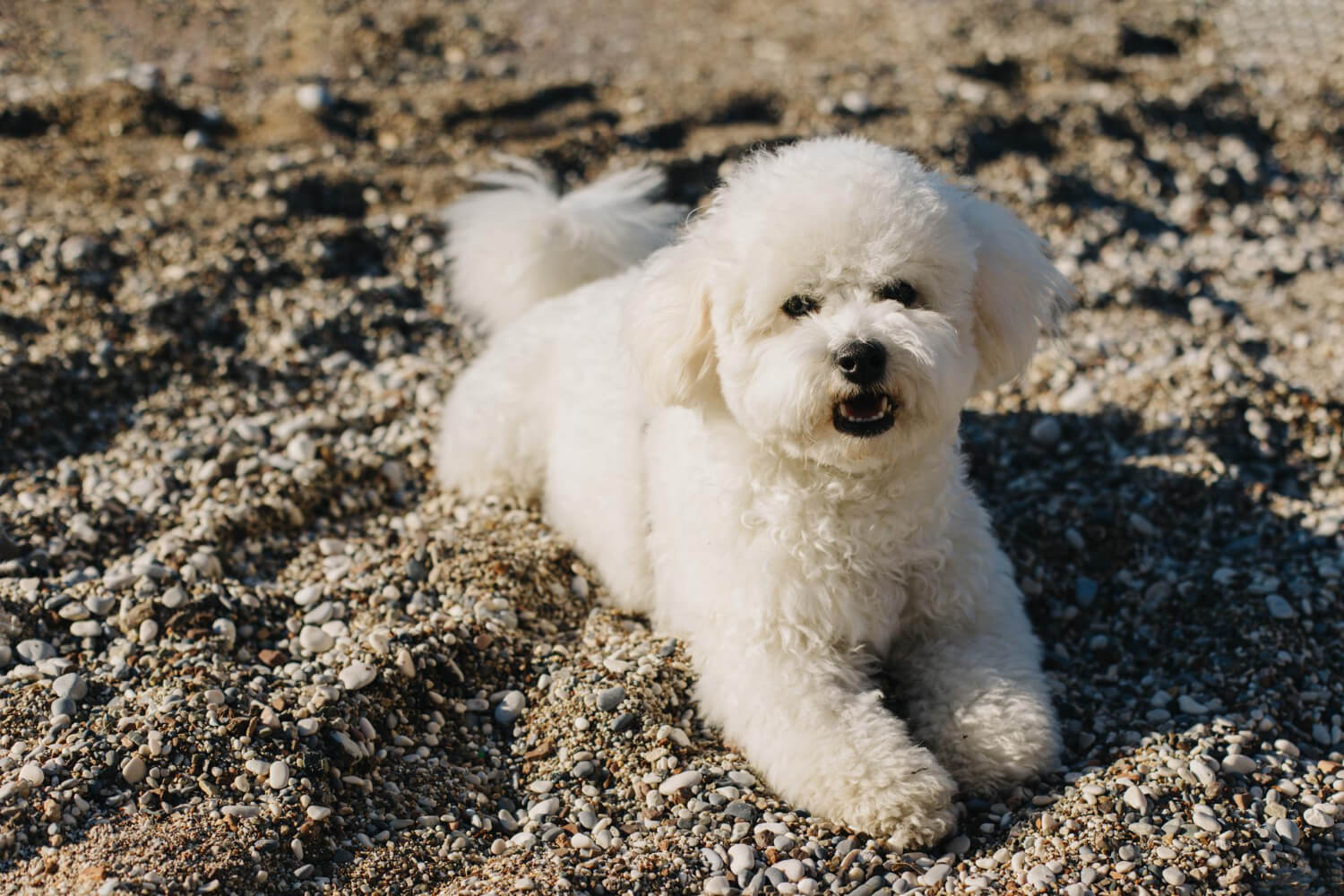 9.bichon-frise-care-guide-1