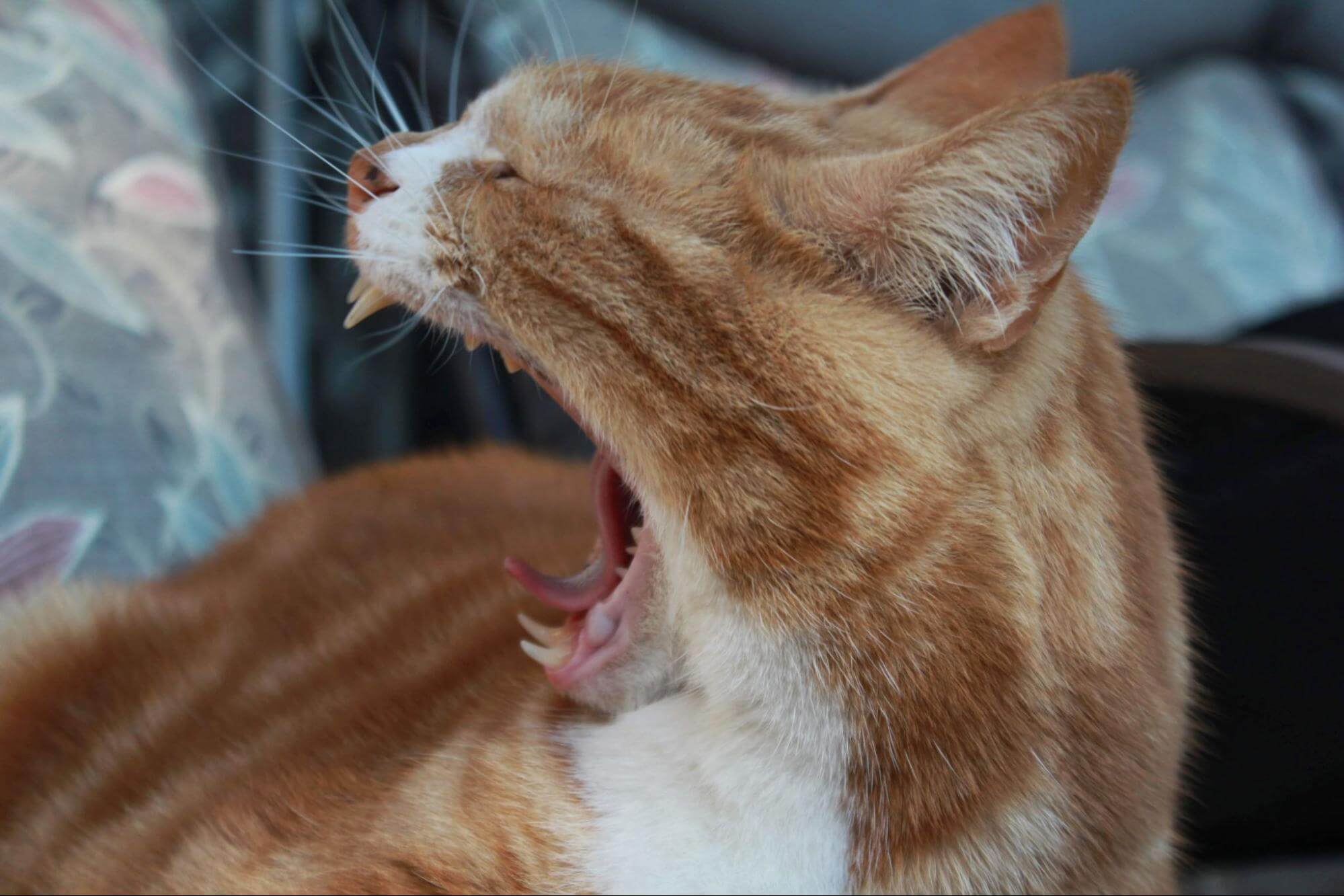 314. AI - cats-sneeze-but-looks-fine-1