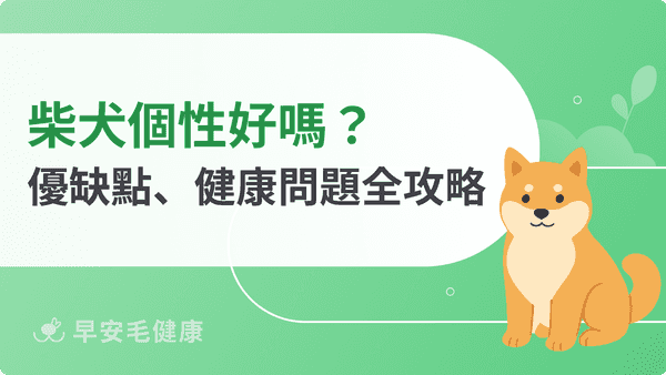 柴犬價格一隻多少錢?2026個性、壽命、缺點與飼養費用全攻略