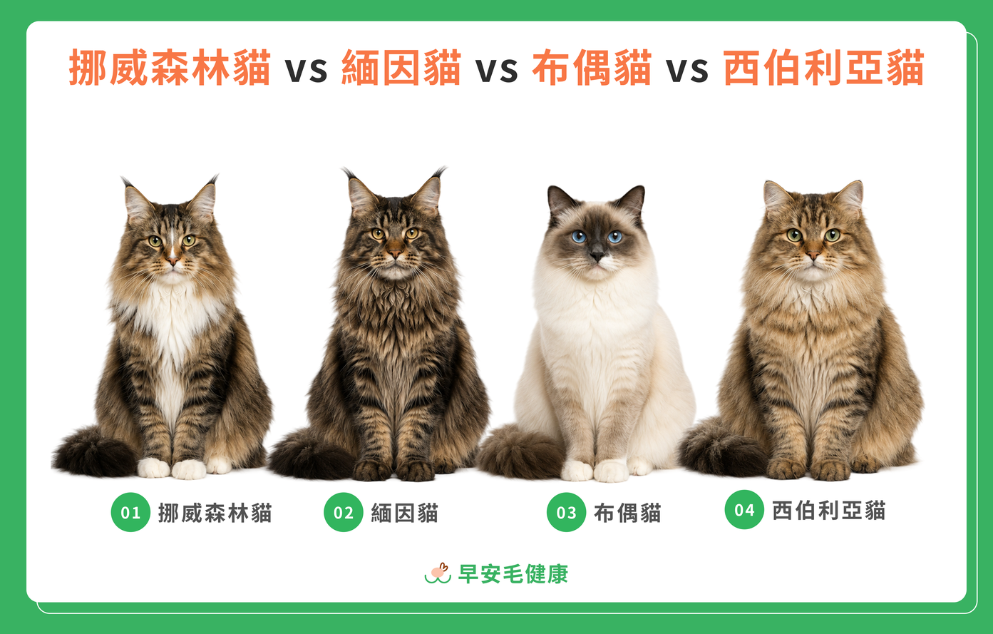 挪威森林貓 vs 緬因貓、布偶貓、西伯利亞貓比較