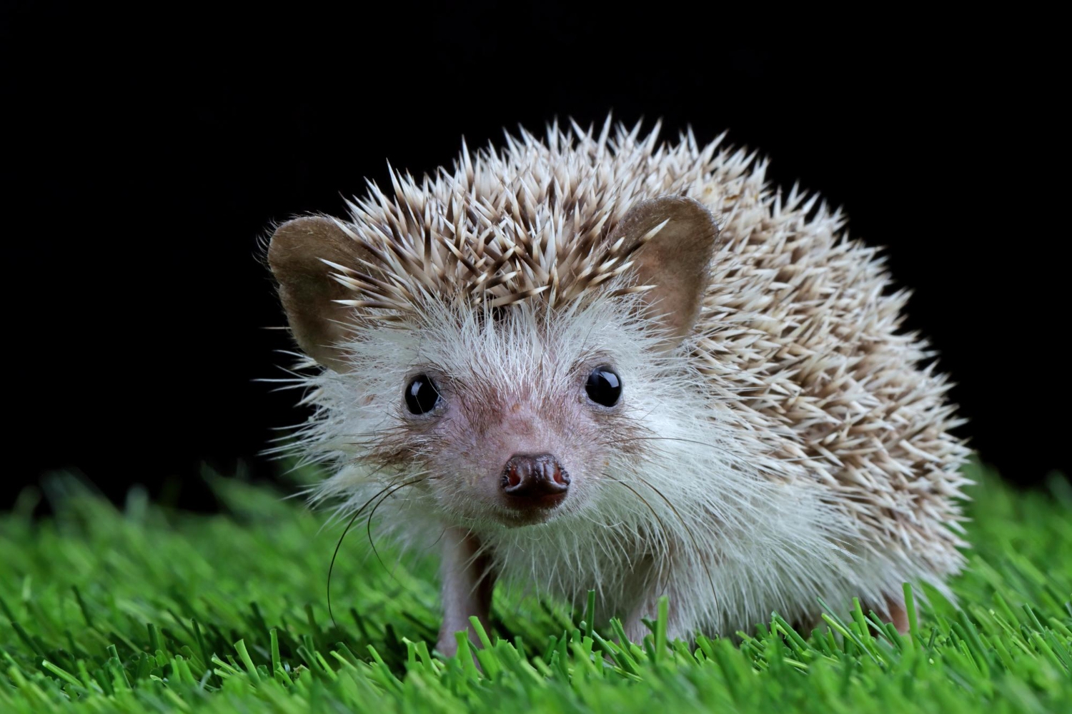 77. hedgehog-care-guide-1