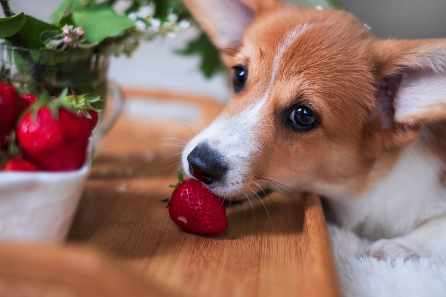 柯基犬趴在木桌邊嘴巴靠近草莓