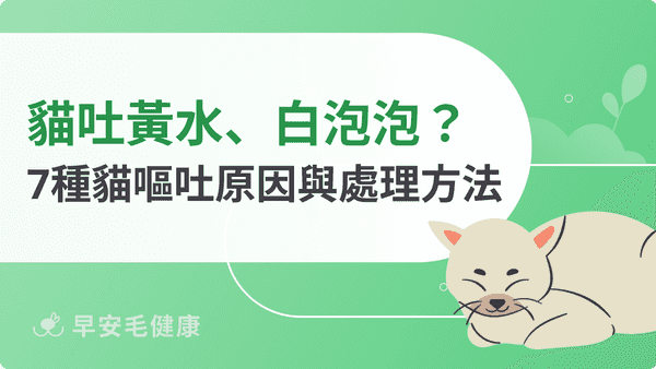 貓吐黃水、白泡泡?7種貓咪嘔吐原因與處理方法一次看