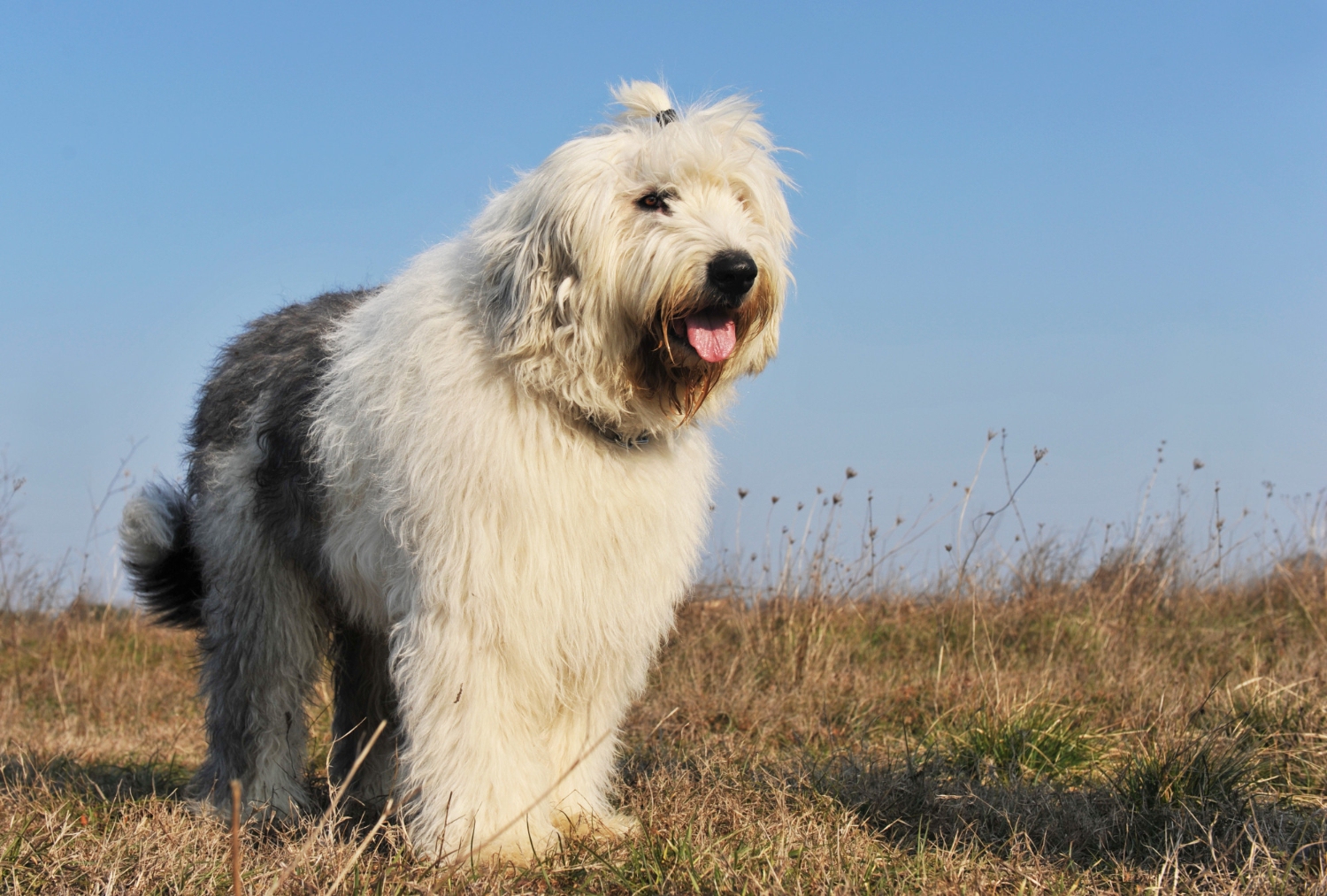灰白色古代牧羊犬站在草地上
