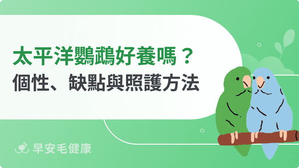 太平洋鸚鵡好養嗎？價格、壽命、缺點與飼養照護要點解析