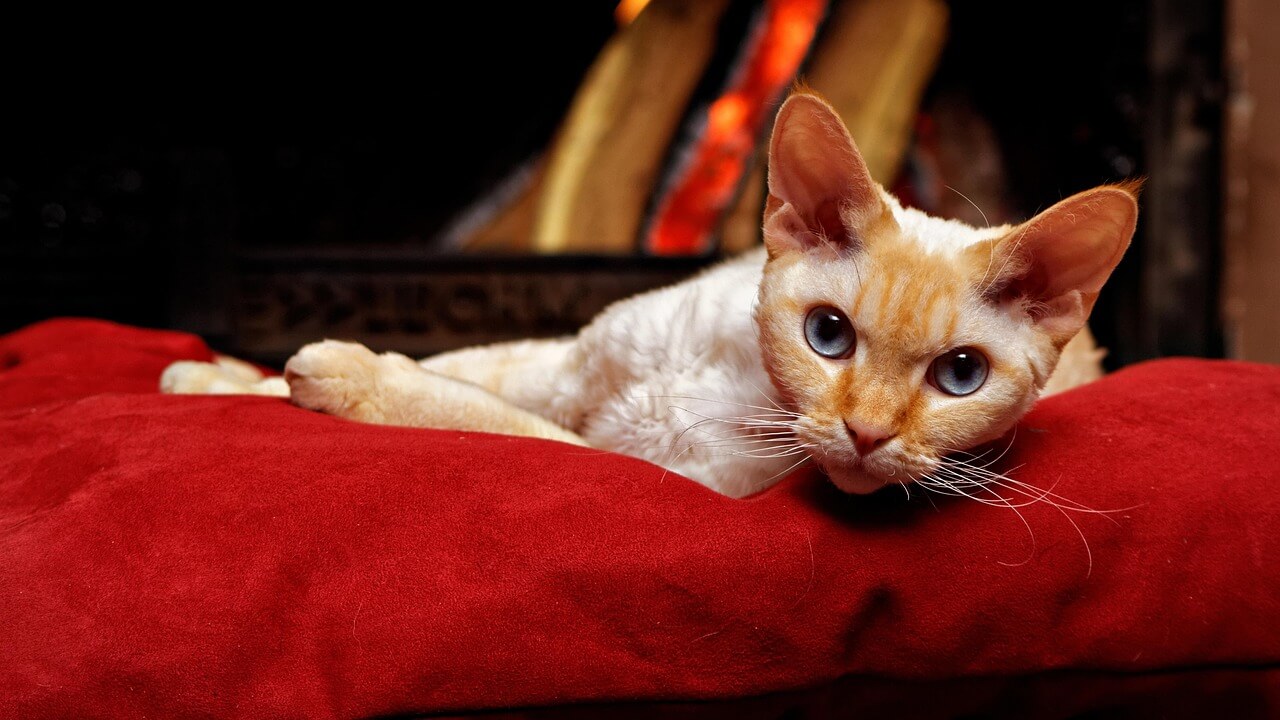 49. devon-rex-guide-3