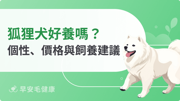 狐狸犬個性好嗎?台灣可以養嗎?日本狐狸犬智商、缺點與訓練方式