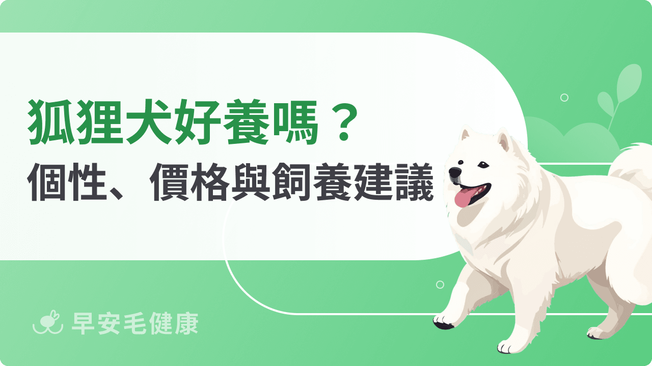 狐狸犬好養嗎？個性、價格、常見疾病與訓練重點全解析