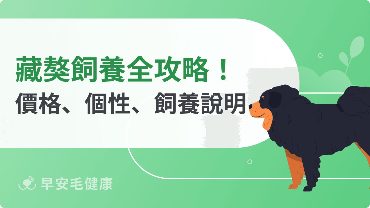 藏獒台灣可以養嗎？品種個性、體型壽命、幼犬價格與飼養法規