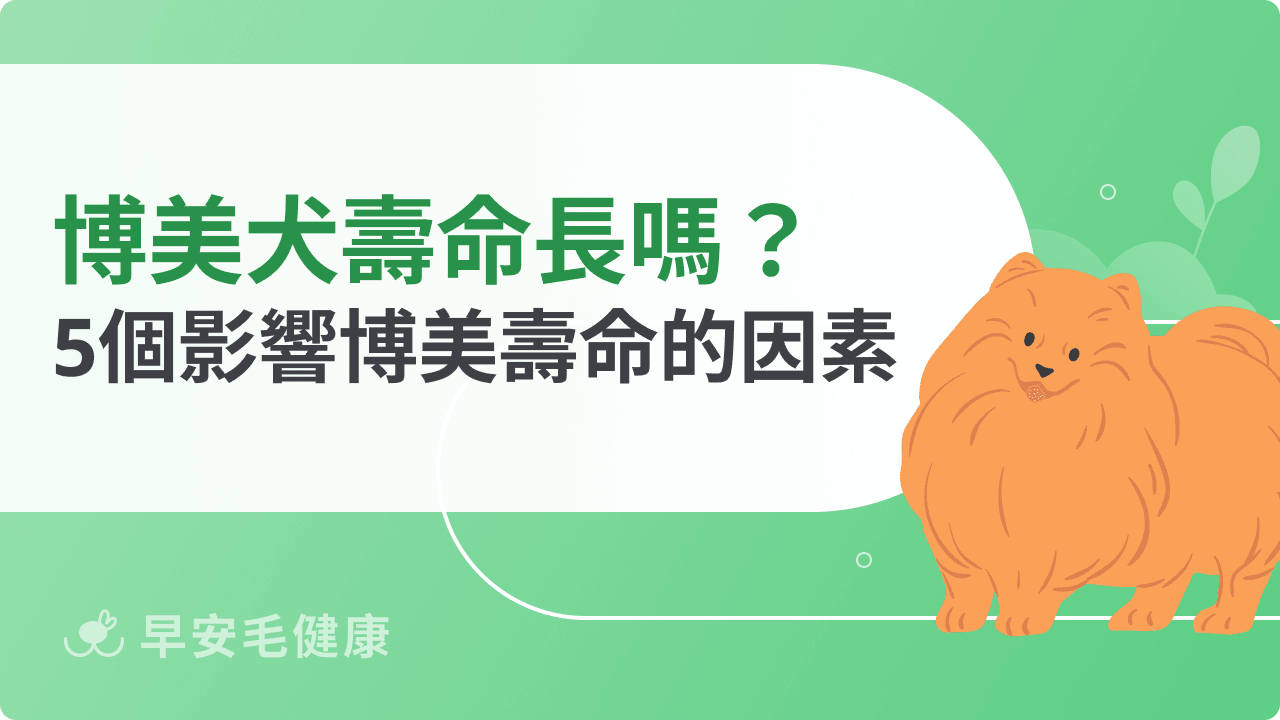 博美犬壽命長短差很大?環境與基因如何左右毛孩生命?