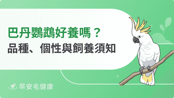 巴丹鸚鵡好養嗎？從粉紅巴丹到雨傘巴丹，品種、價格與壽命介紹