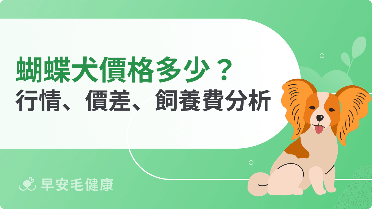 蝴蝶犬價格為何差很大?市場行情、購買管道、品相差異一次弄懂