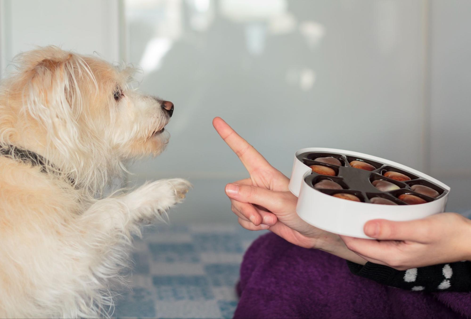 一隻白色長毛小型犬抬起前爪望向主人手中的巧克力盒,主人伸出食指做出制止的手勢