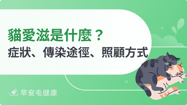 貓愛滋(FIV)完整指南:症狀、傳染途徑、壽命與日常照顧方式