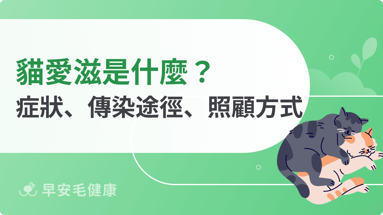 貓愛滋會傳染給人嗎?檢驗費用要多少?FIV愛滋貓照顧 5 大重點