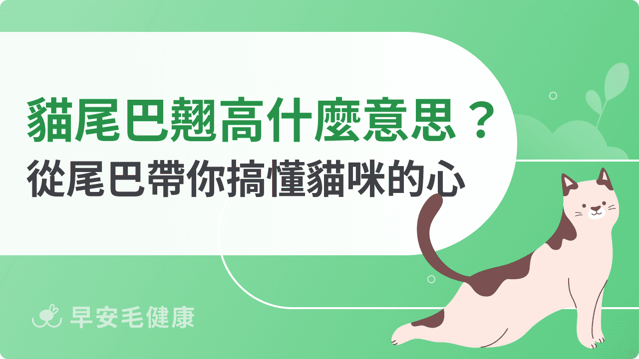 貓尾巴翹高代表什麼?解密貓咪的情緒,從姿勢看懂牠的好心情!