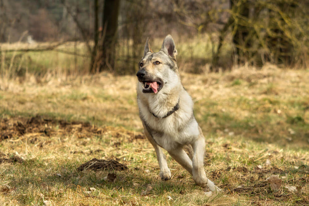46. czechoslovakian-wolfdog-guide-4