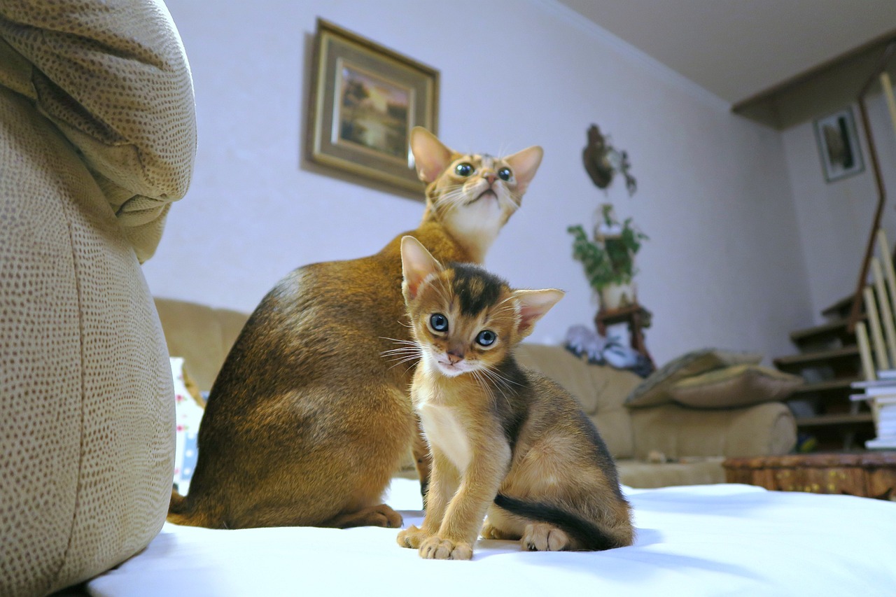 71.abyssinian-cat-guide-3