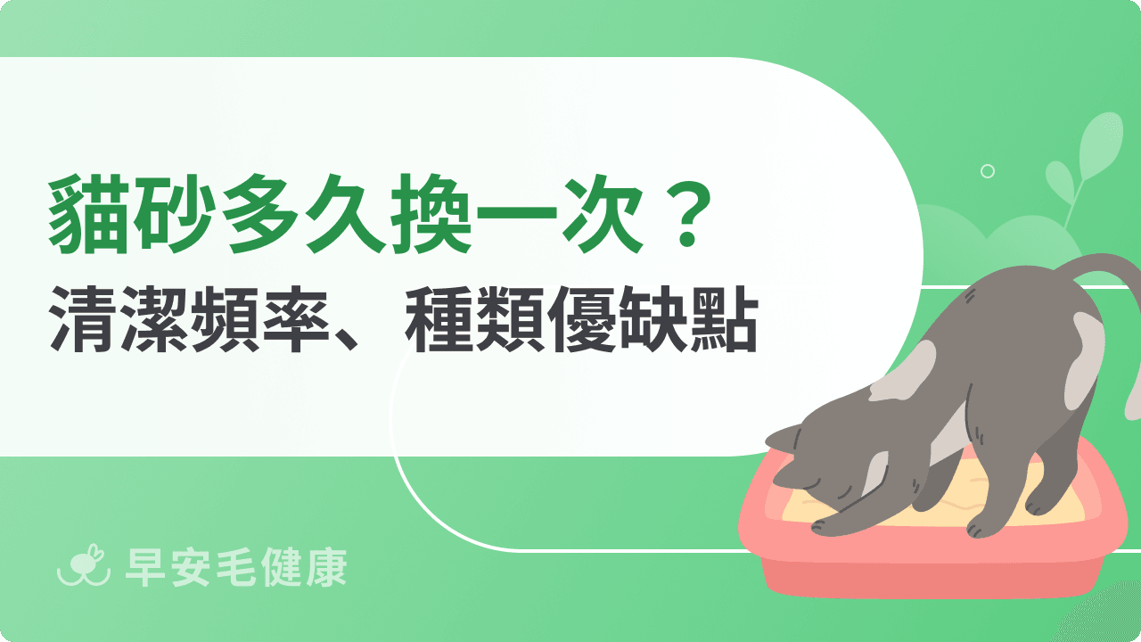 貓砂多久換一次?貓砂更換頻率、方法,新手貓奴必看
