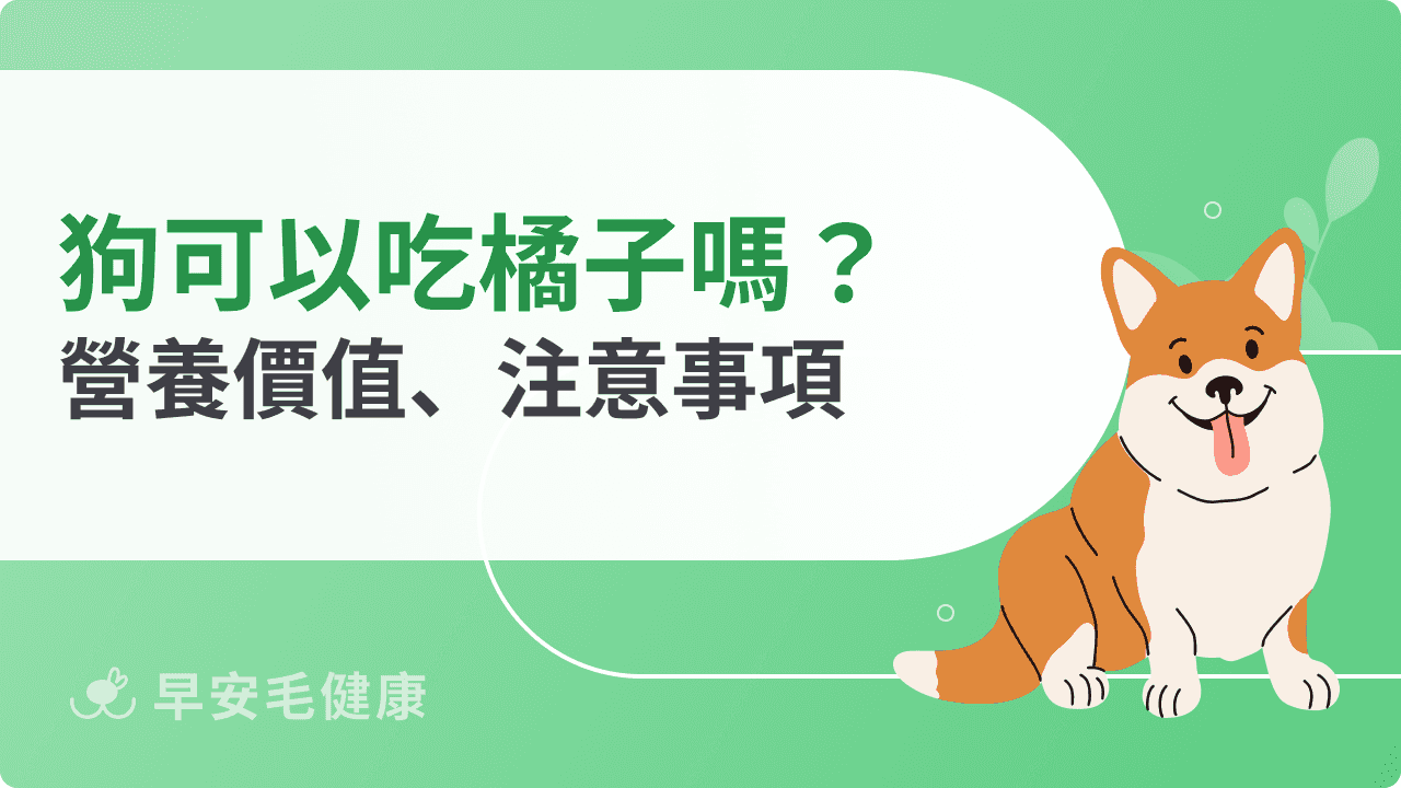 狗可以吃橘子嗎？吃對補充維他命，吃錯恐釀危機！