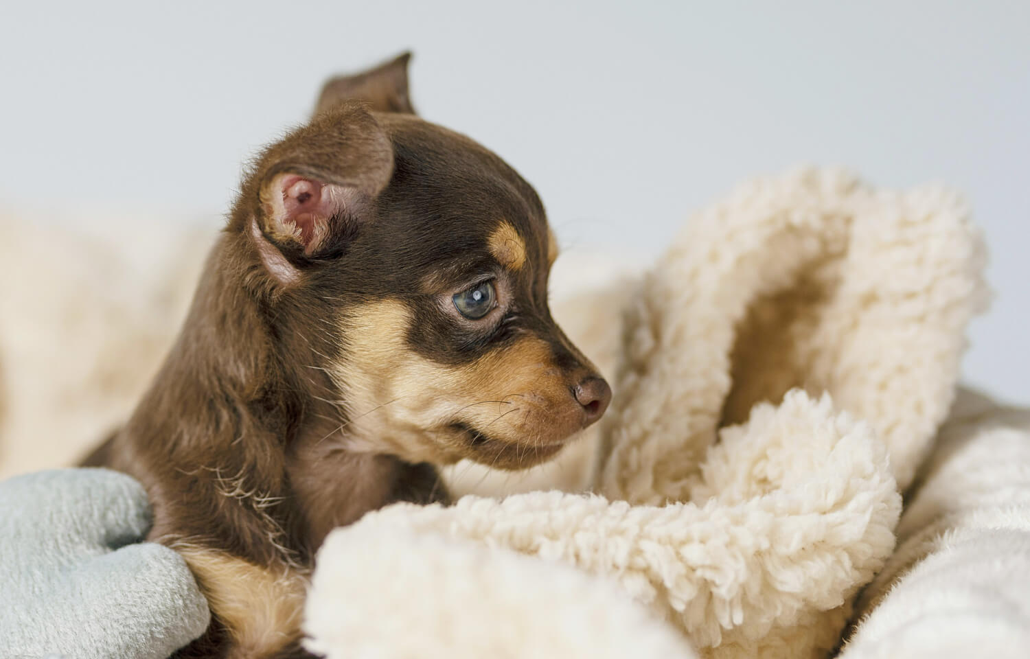 2.how-to-feed-a-puppy-2