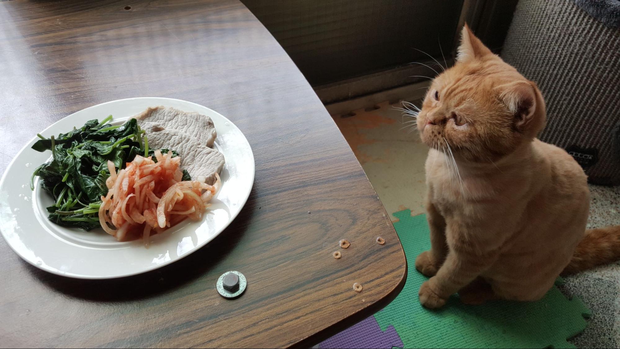 46. AI - foods-that-cats-cannot-eat-1