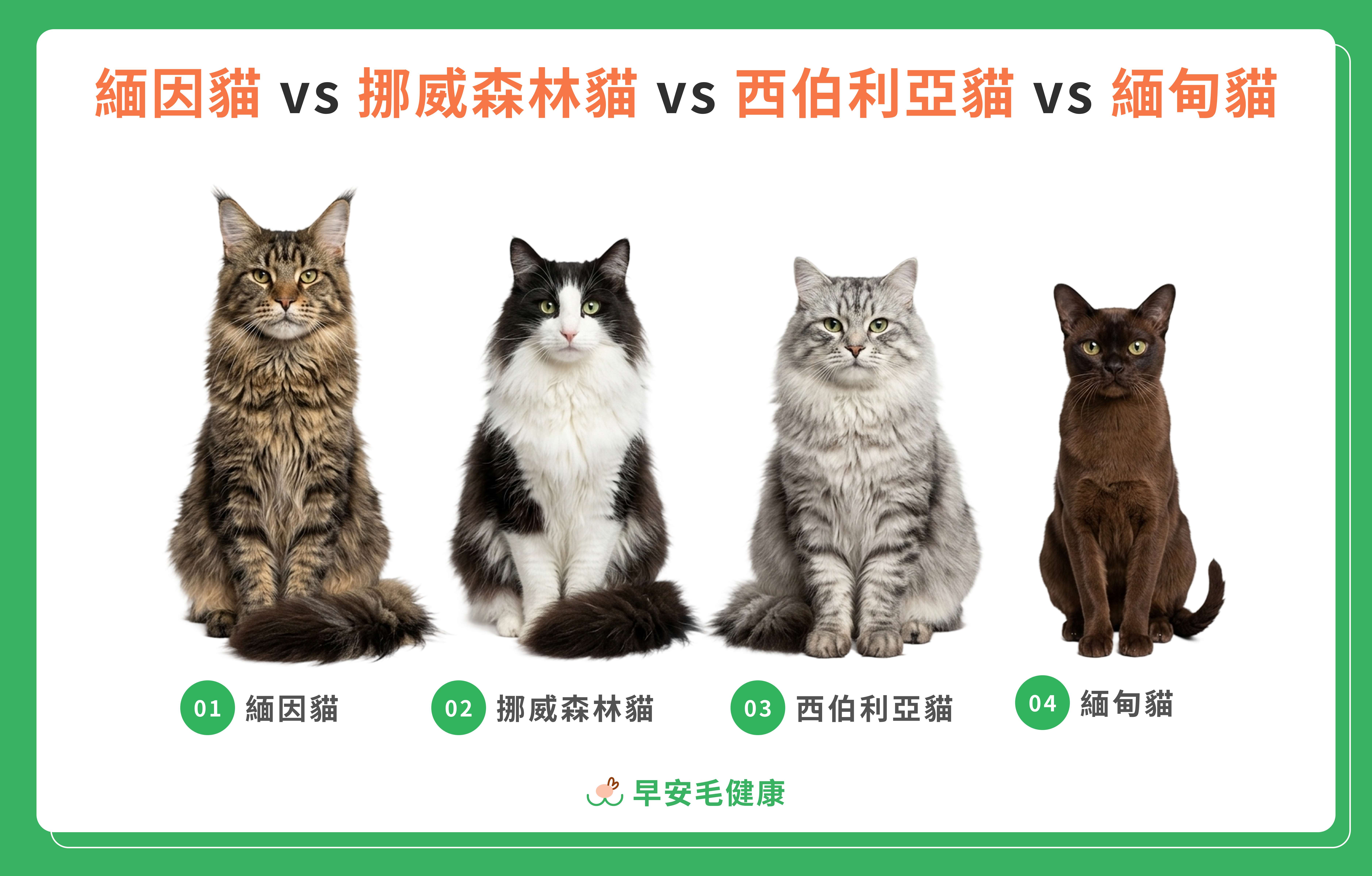 緬因貓 vs 挪威森林貓 vs 西伯利亞貓 vs 緬甸貓比較