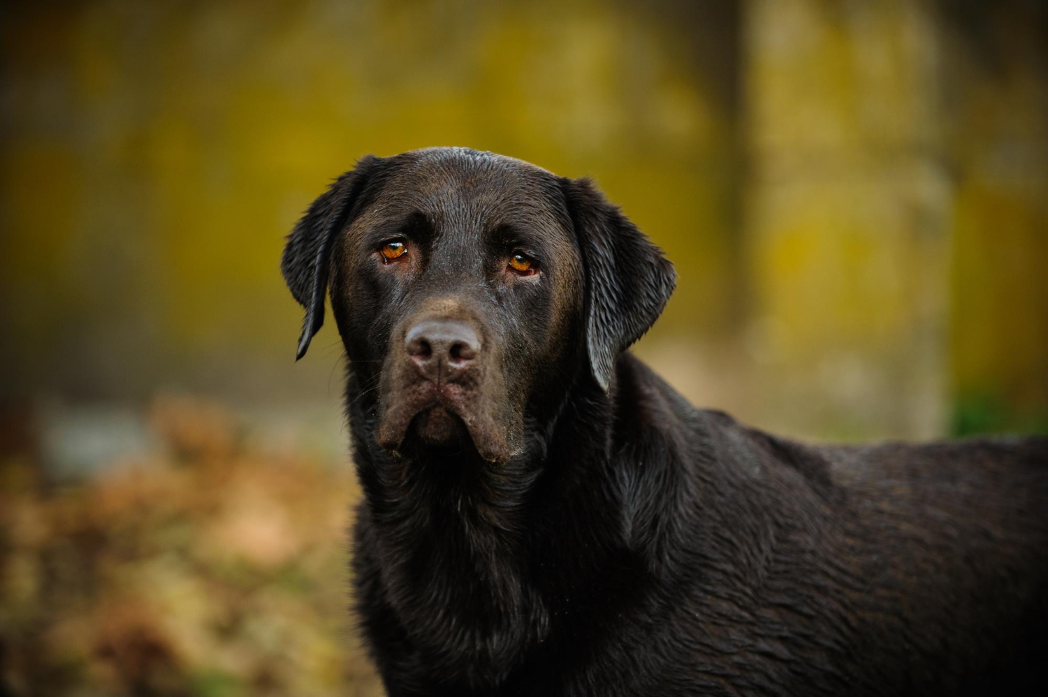 66.great-dane-guide-5