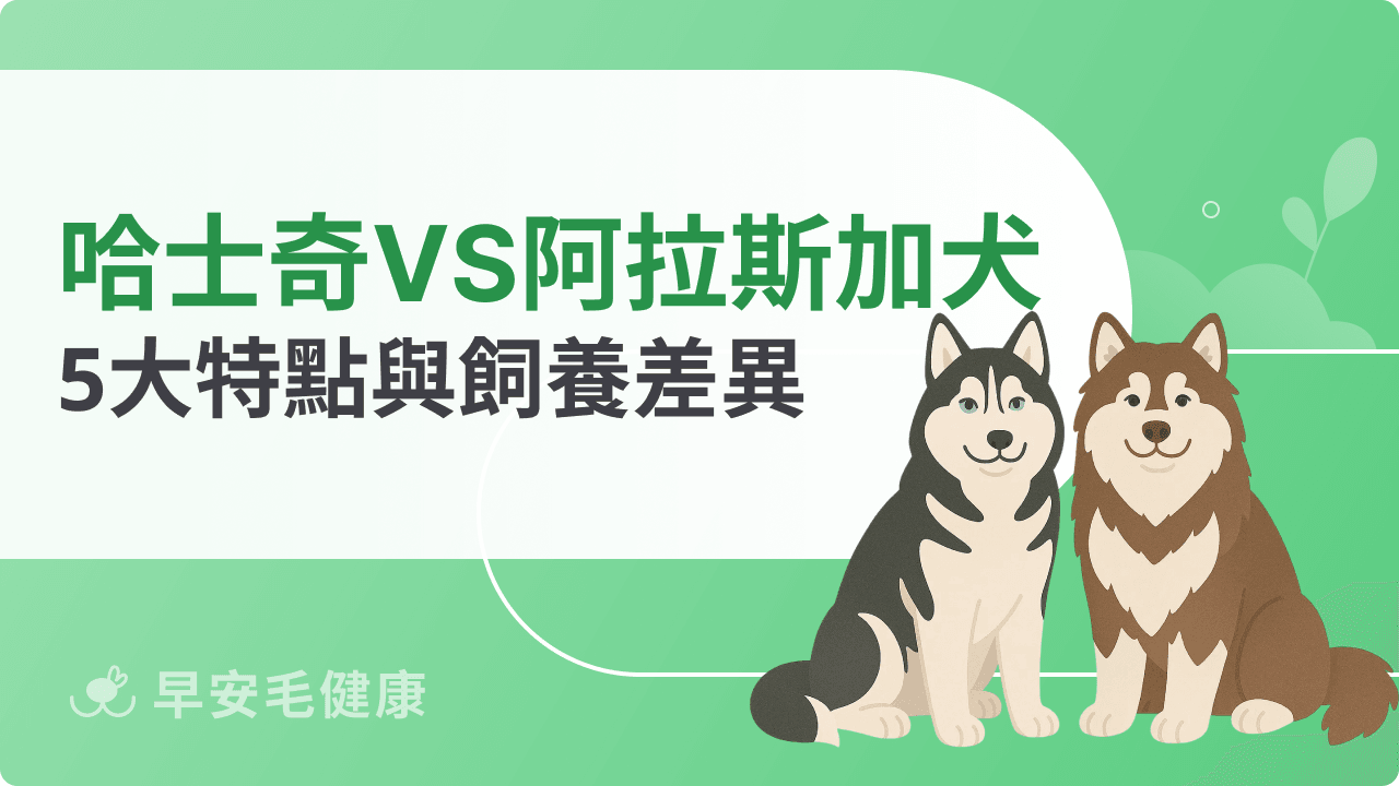 哈士奇和阿拉斯加犬不是同一種!5 大差異與飼養適合度比較