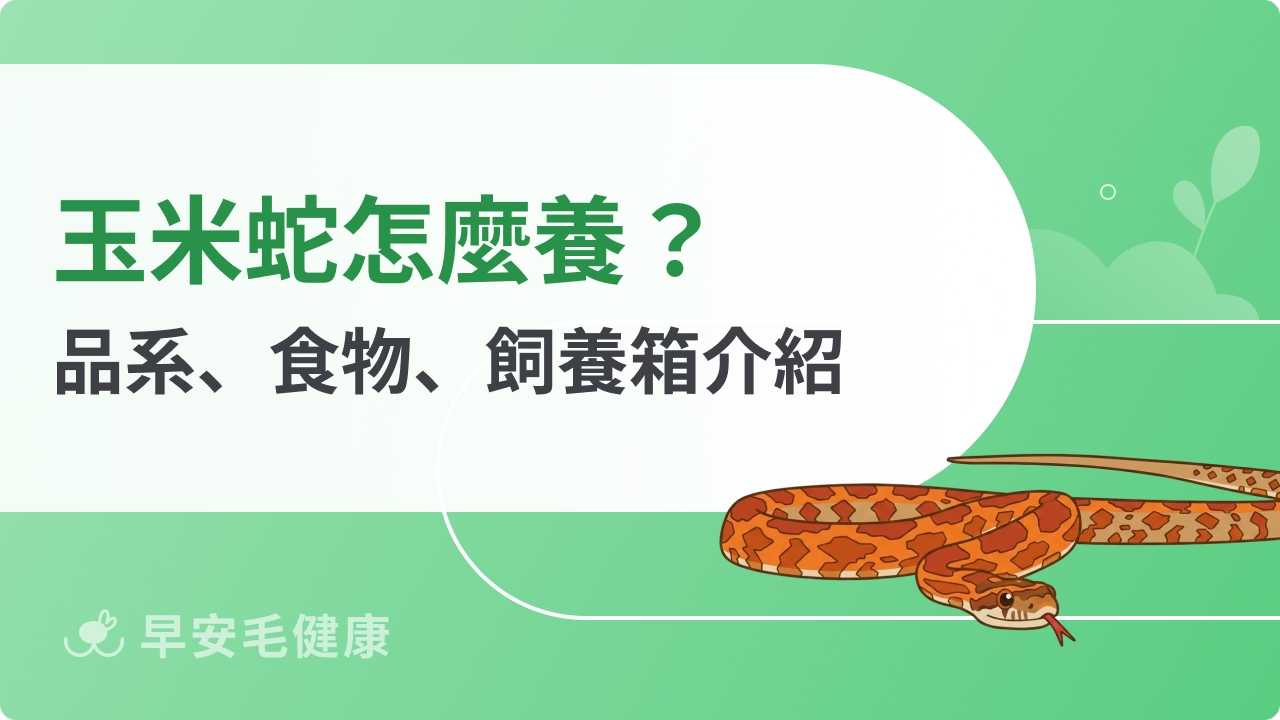 玉米蛇新手指南:壽命、價格、品系選擇與飼養教學