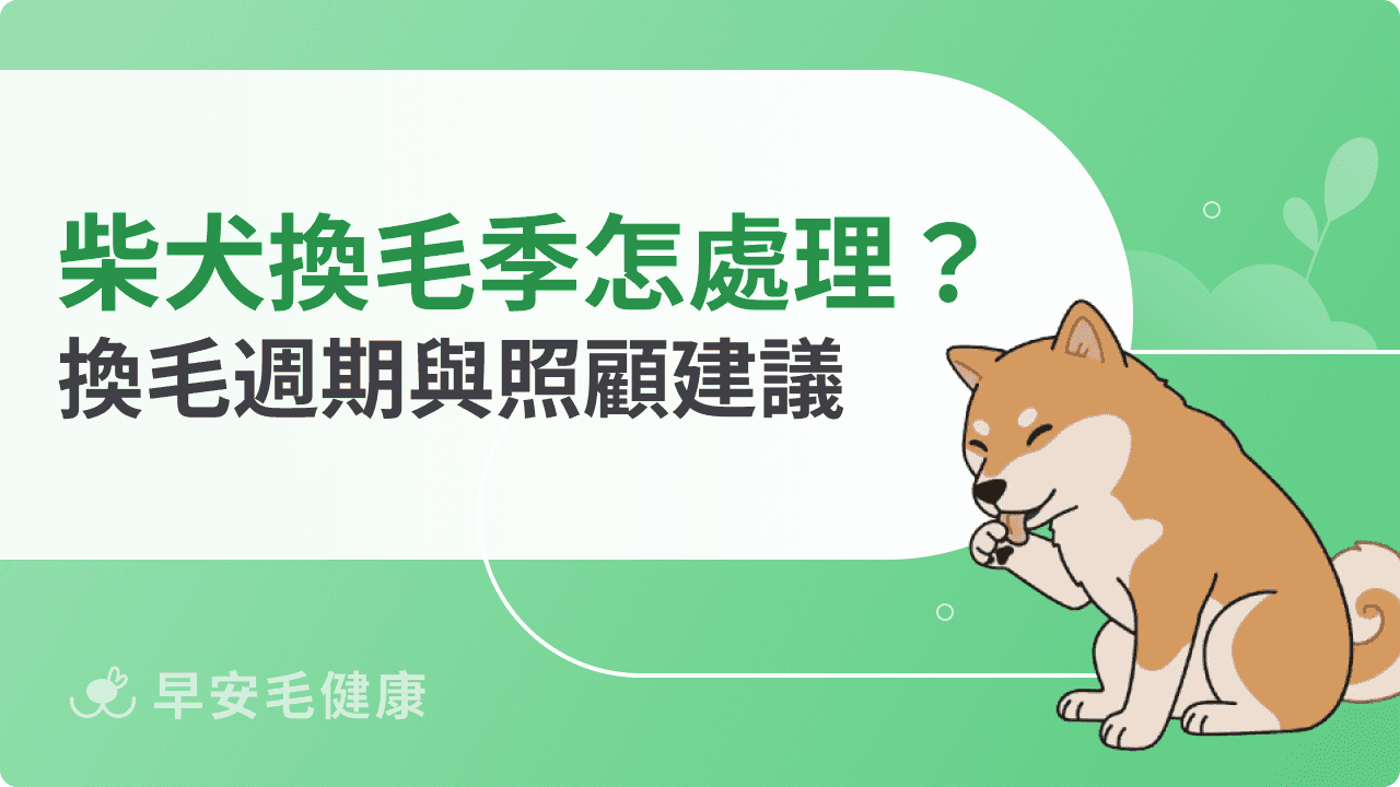 柴犬換毛季節怎麼處理?四季換毛週期與照顧建議