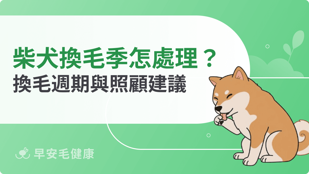 柴犬換毛季節怎麼處理？四季換毛週期與照顧建議