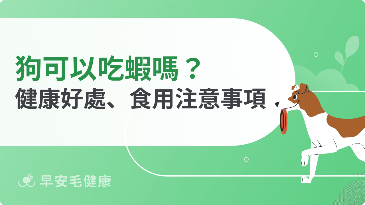 狗可以吃蝦嗎？蝦子的營養好處、過敏風險與正確餵食方式