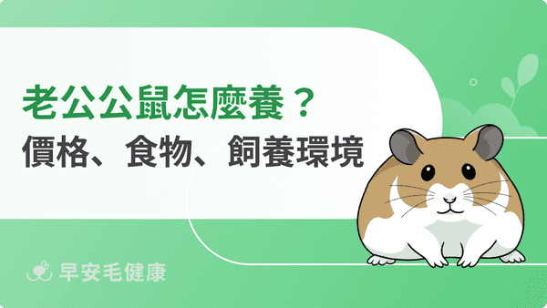 老公公鼠怎麼養？從價格、籠子到食物，完整飼養技巧大公開