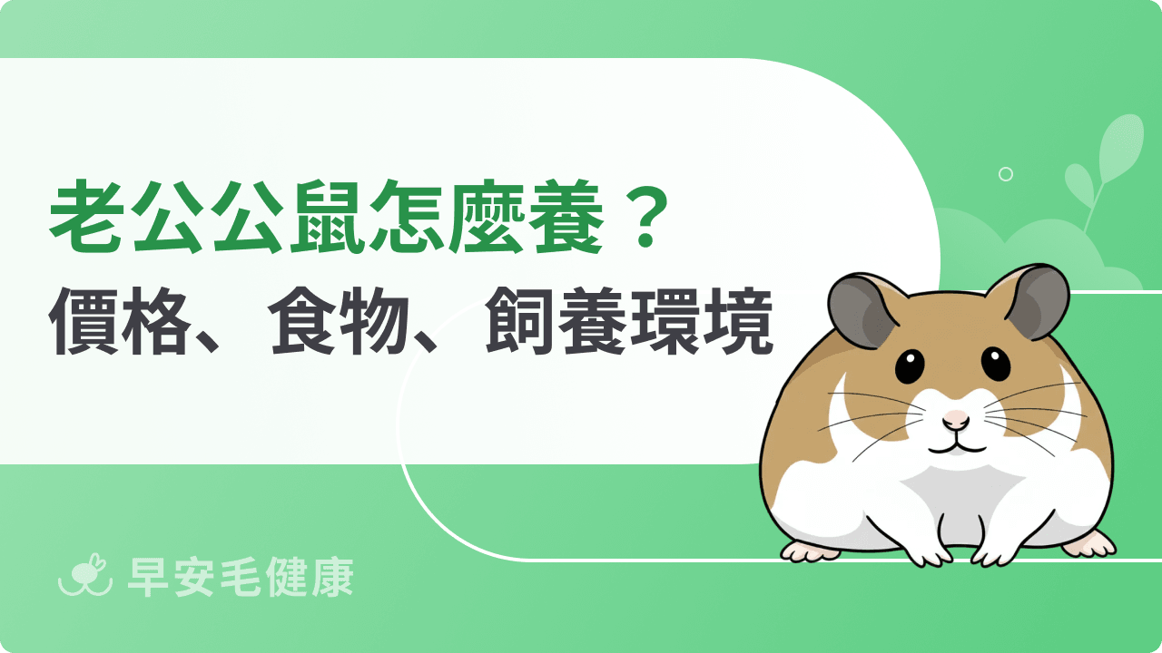 老公公鼠怎麼養？從價格、籠子到食物，完整飼養技巧大公開