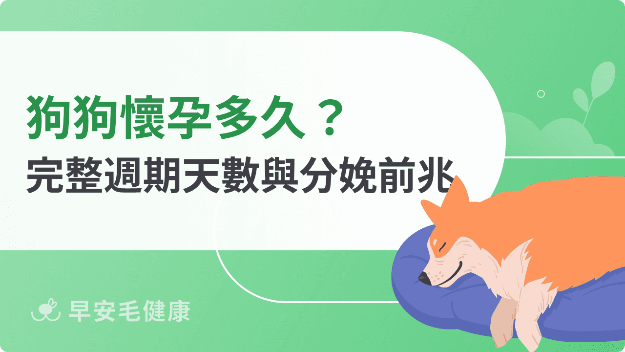 狗狗懷孕多久？完整週期天數與分娩前兆一次看懂