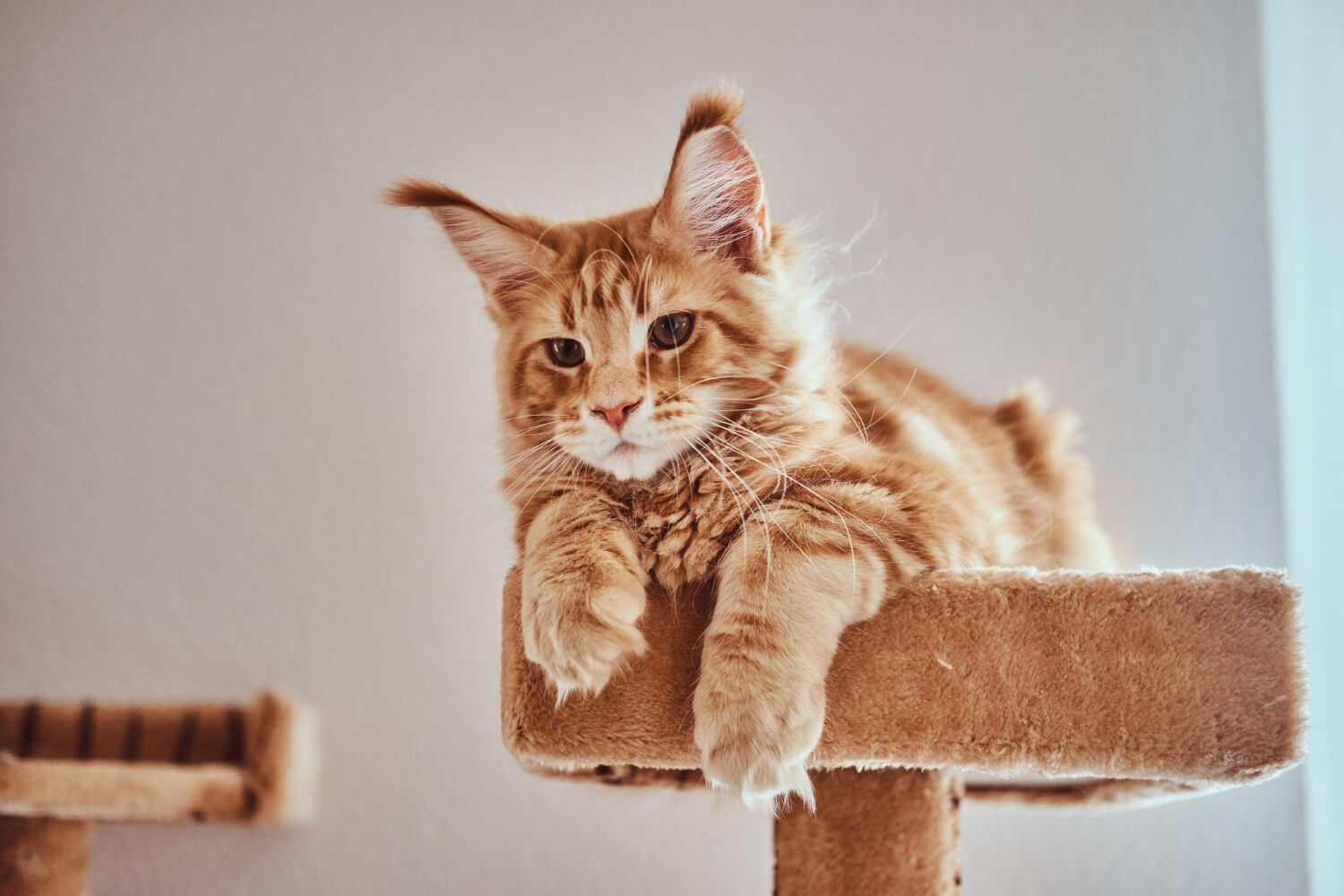 2.maine-coon-guide-2
