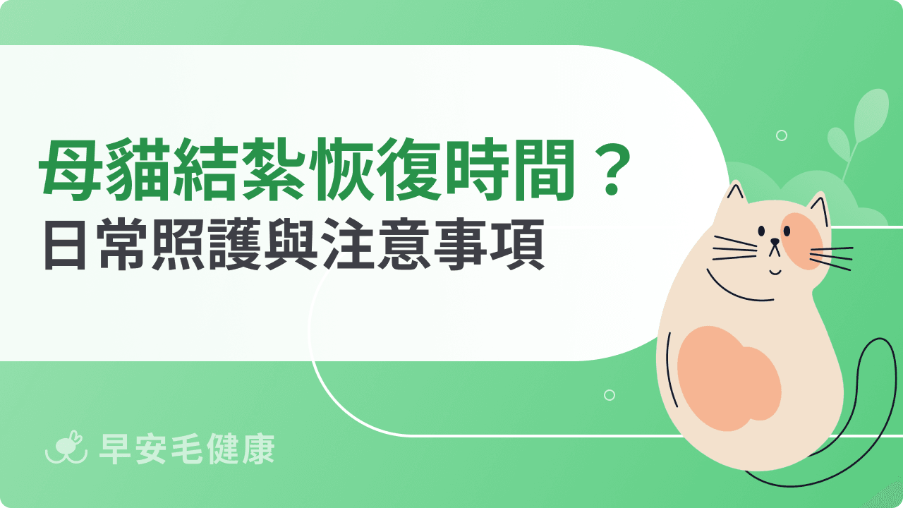 母貓結紮恢復時間多久?新手飼主必看的照護重點與Q&A