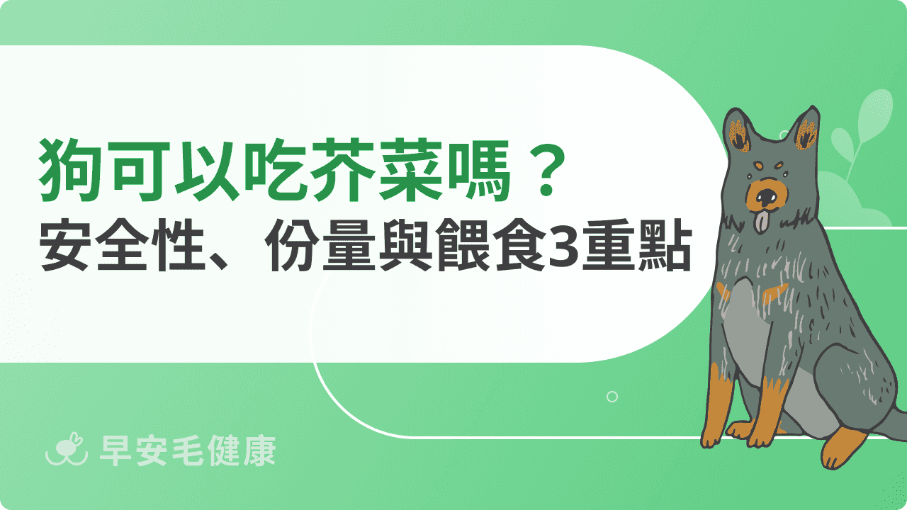 狗可以吃芥菜嗎？安全性、份量與餵食重點一次看懂