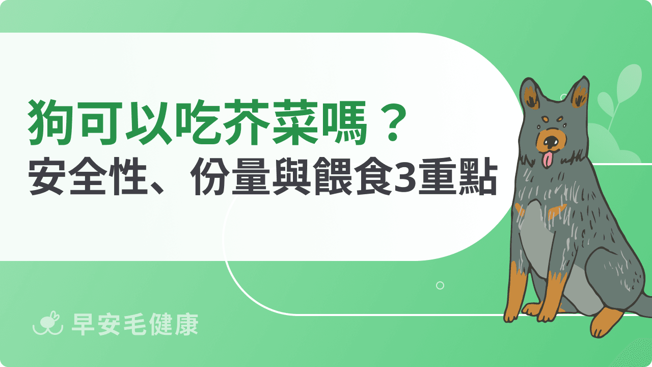 狗可以吃芥菜嗎?安全性、份量與餵食重點一次看懂