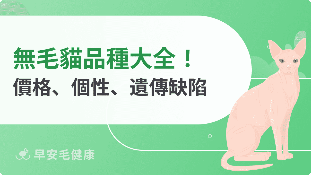 無毛貓不只斯芬克斯貓！10大無毛貓品種、價格與基因缺陷全攻略