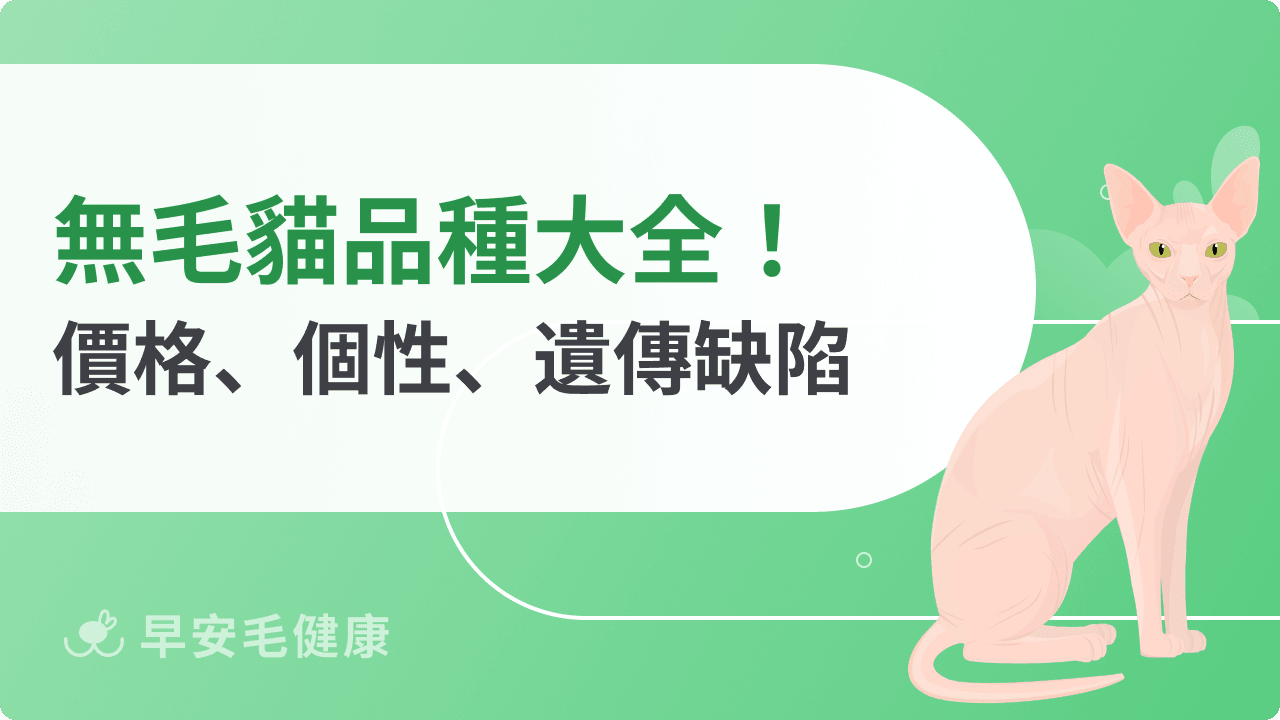 無毛貓不只斯芬克斯貓!10大無毛貓品種、價格與基因缺陷全攻略