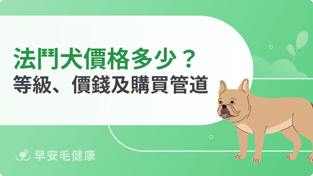 法鬥犬價格比較:從新手友善款到純種名犬級,預算如何準備?