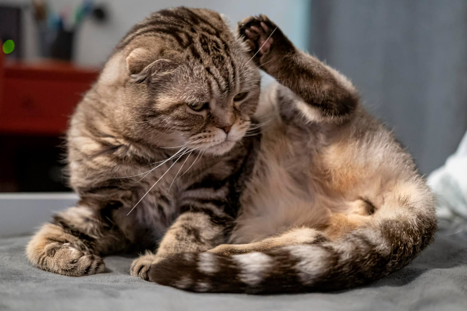 5.what-is-ringworm-in-cats-2