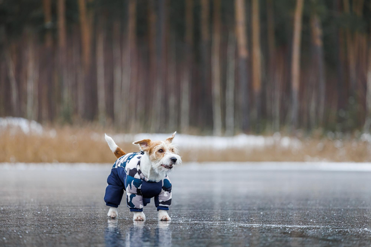 傑克羅素犬穿著雨衣在雨中玩耍