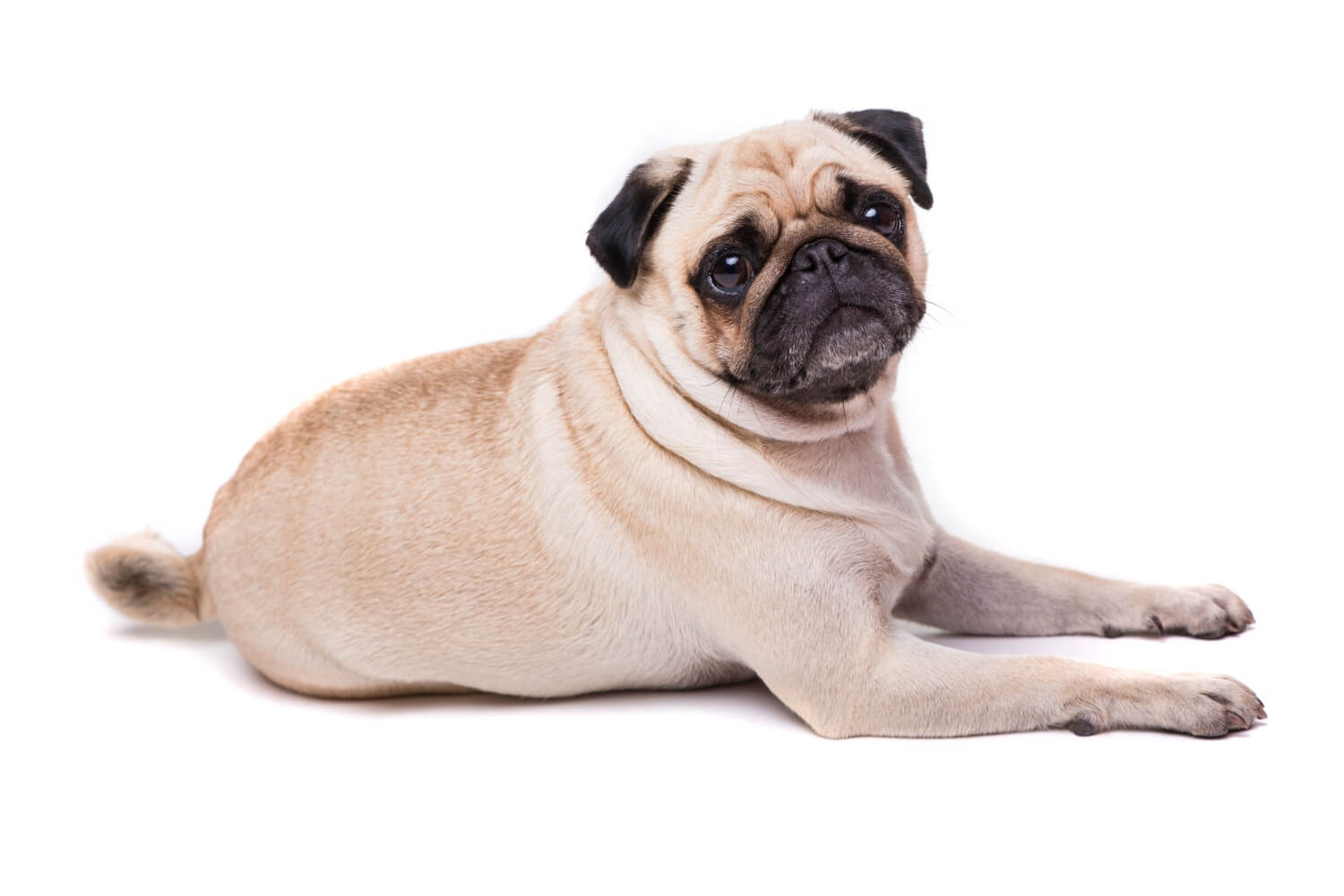 46. pug-dog-guide-2