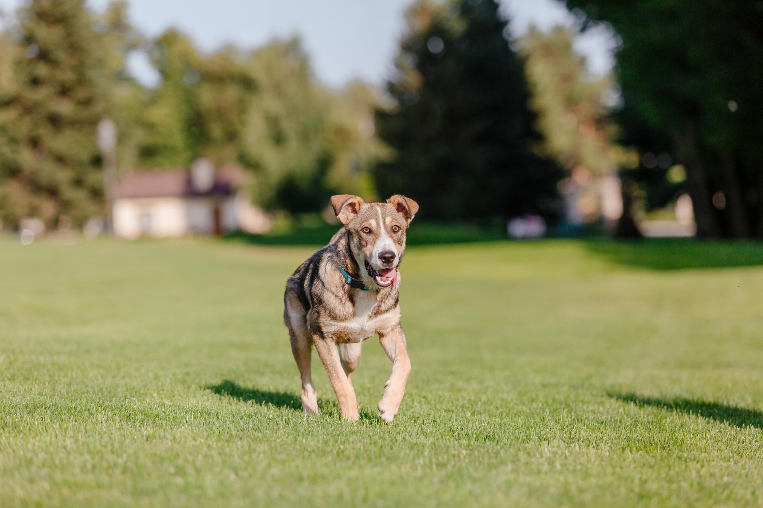136.heartworm-prevention-guide-3