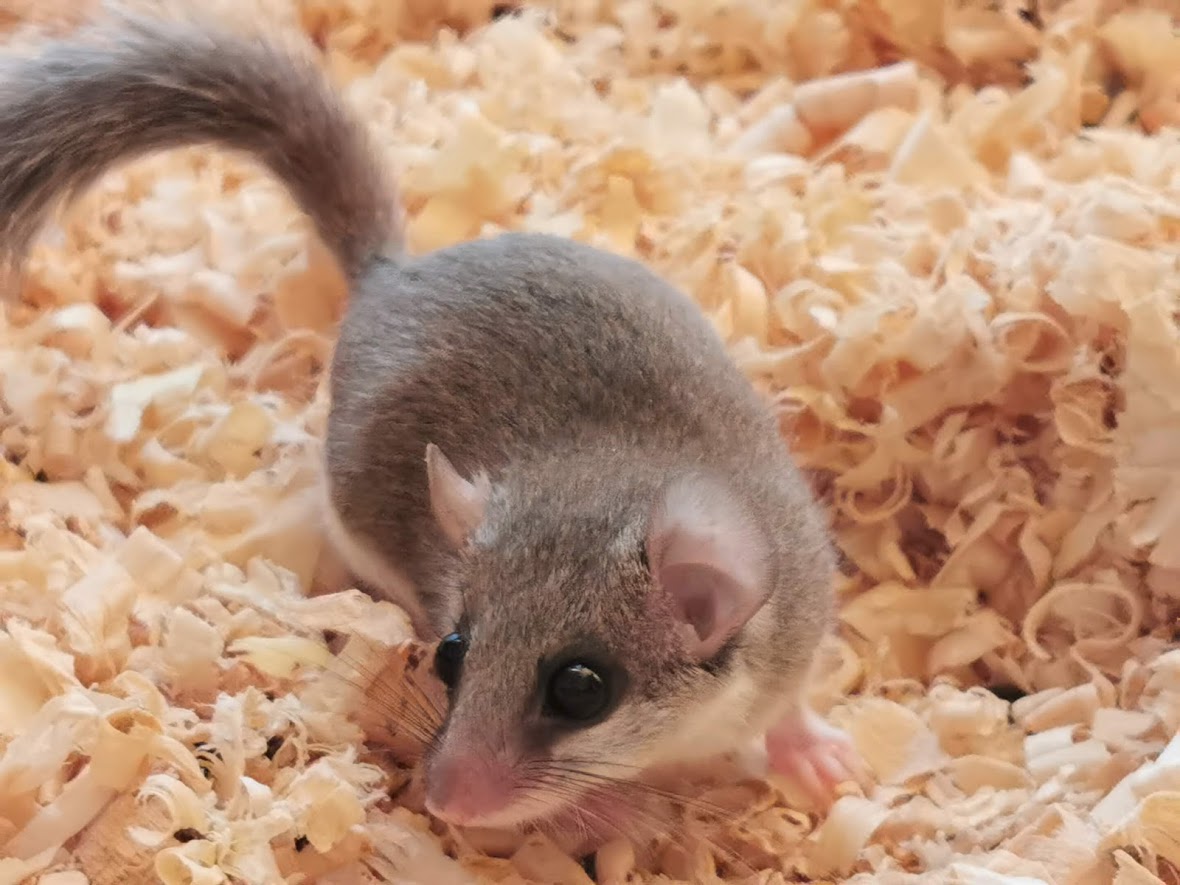 睡鼠站在木屑砂上