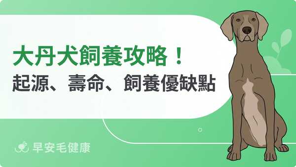 大丹犬台灣能養嗎?大丹犬價格、缺點與照護要點大公開
