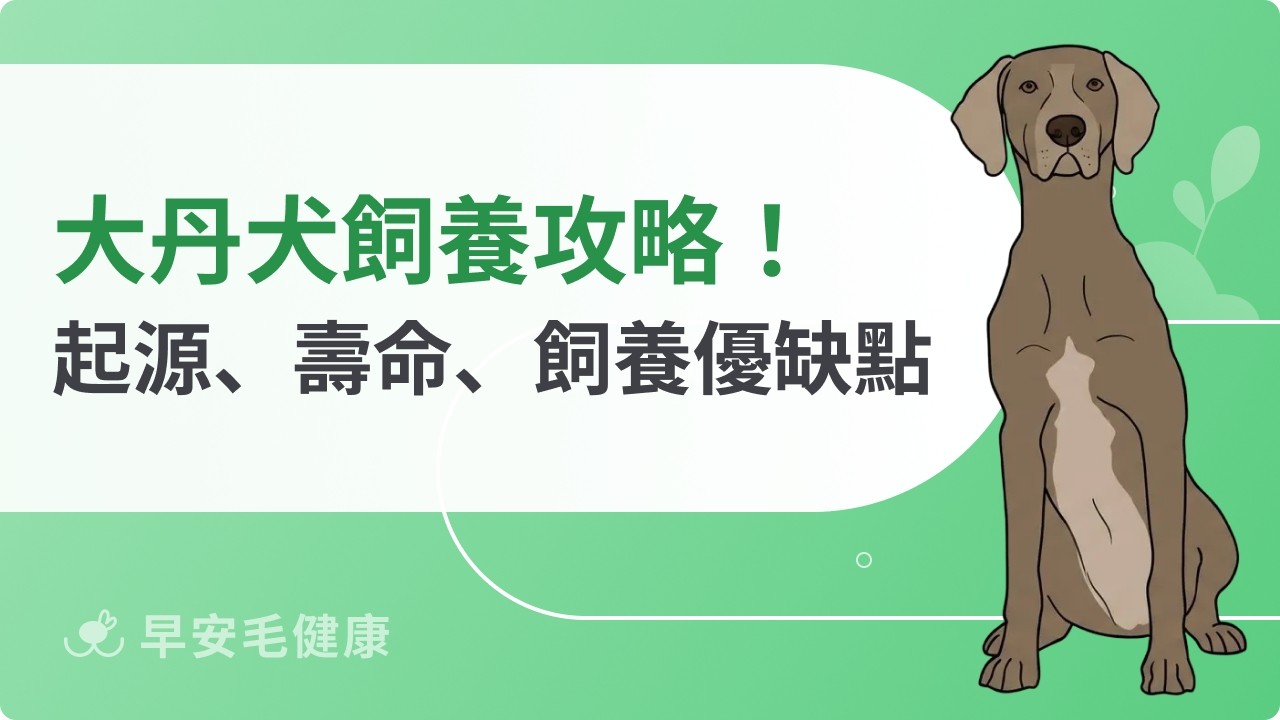 大丹犬全攻略：起源、價格、個性與缺點，新手飼養前必讀！